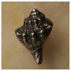 Conch Shell Knob, Antique Bronze