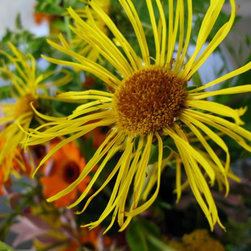 Flora Verdura - Products