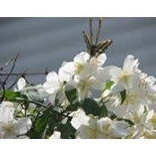 Foto von Deb Berning