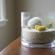 cactus trerrian