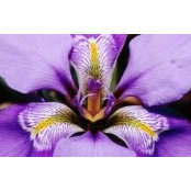 Foto de Diane Albertson Waks
