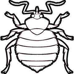 Extreme Bedbug Extermination