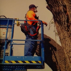 Valdovinos tree services