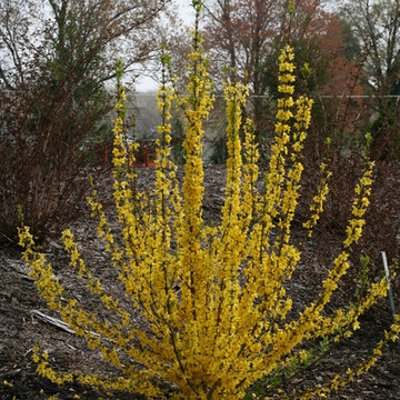 Show Off® Starlet Forsythia