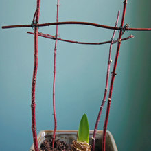 plants