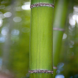 Platin Art's Deco Glass Wall Decor- Bamboo II - Wallpaper