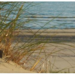 Nylon Carpet - Dune - Carpet Tiles