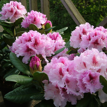 Rhododendron .. Planter til Surbundsbedet ! ´ Le Progrés ` Middelhøj.