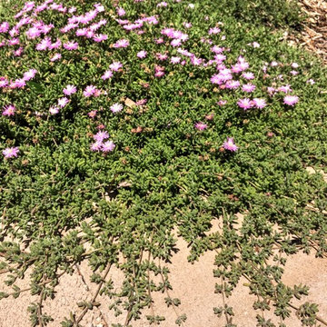 Cacti in the garden