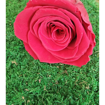 Les Roses