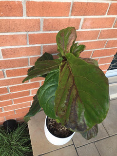 plants money plant Pilea peperomioides- Chinese Money Plant | Lexington, KY