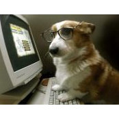 Corgi Wallace's photo