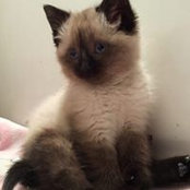 Hello Scarlett's photo