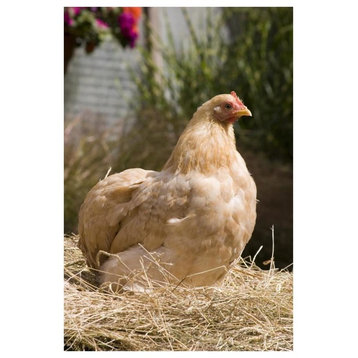 "Domestic Chicken, Lemon Pekin Bard hen" Paper Print by Angela Hampton, 42"x62"