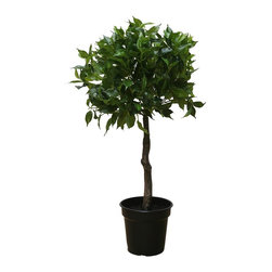 Brucs Small Ficus Ball Flowerpot - Indoor Pots & Planters