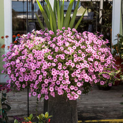 container gardens - Outdoor Decor