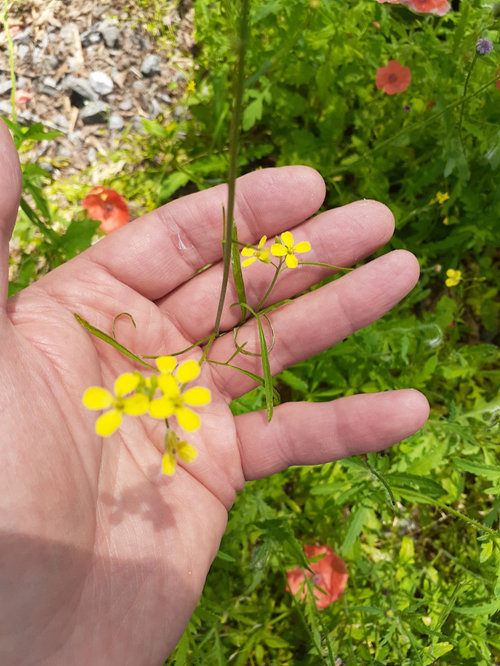 Two different yellow flowered "weeds"