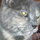 lynette_weil