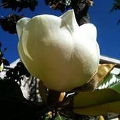 Dina Azar's photo