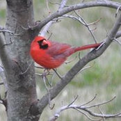 Pat Murphy's photo
