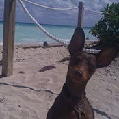 Enzo Di Palmas foto