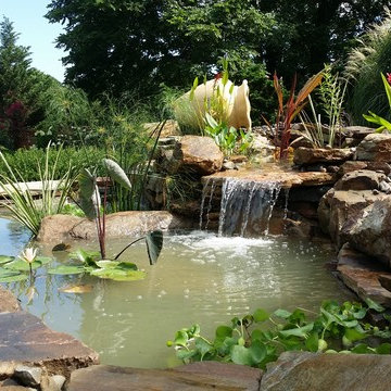 Pond with Bio filtration