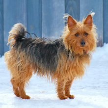 Dog Idea