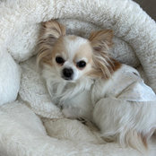 Brian Kersten Veterinarian's photo