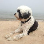 Indy Gillespie's photo