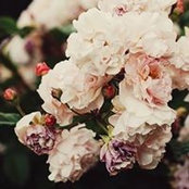 Katie Shifferly's photo