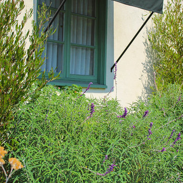 Front Yard Landscaping--Plants