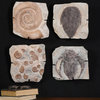 Uttermost Fossil Plaques Wall Art S/4