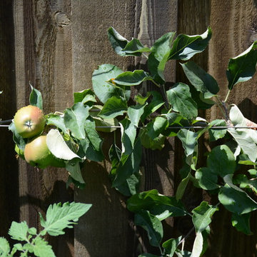 Raised Vegetable Bed / Ornamental Garden 2016