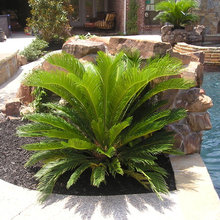my yard landscape