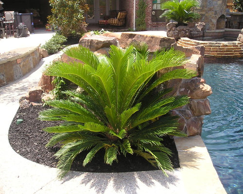 238 Sago Palms Landscape Design Ideas & Remodel Pictures | Houzz