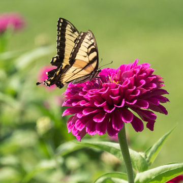 Floral Photography