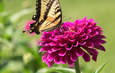 20 Favorite Flowers for Butterflies and Bouquets
