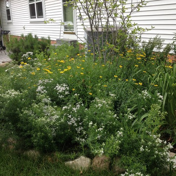 Native Perennial Gardens