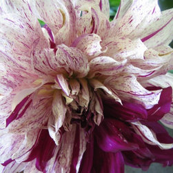 Flora Verdura - Products