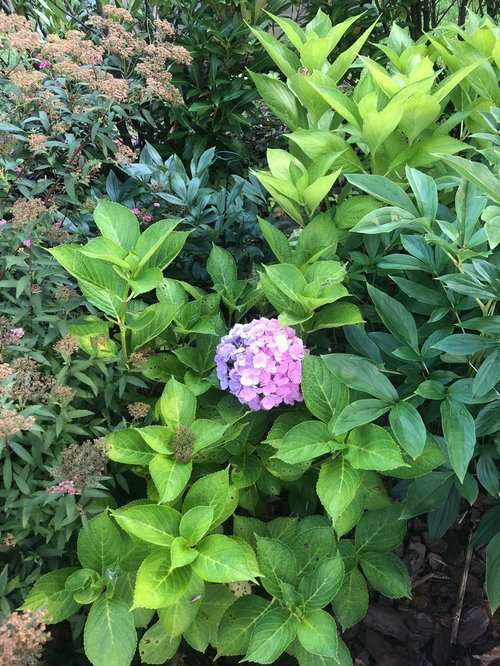 Do Hydrangeas Come Back Every Year - When Do Hydrangeas Come Back