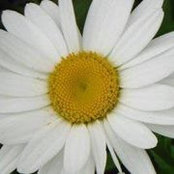 Foto de Tammy Dumoulin-Asselin
