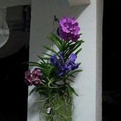 Howes Izan's photo