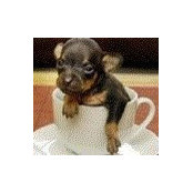 Roxie Penningtons billede