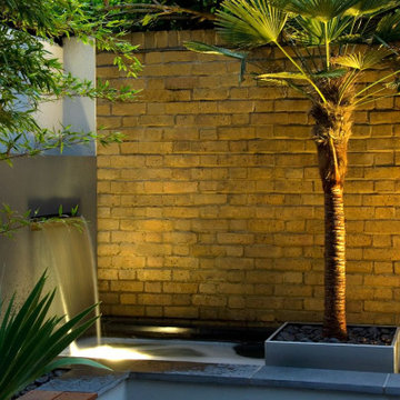 Hardy Tropical Plants