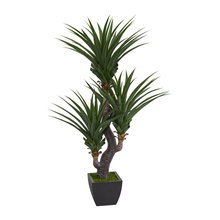 Plants