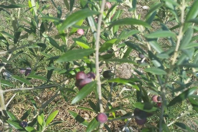Texas Olive Orchard