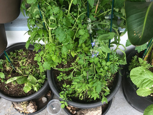Tomato plant growing and not flowering