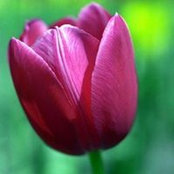 Ruth B (zone 8a)'s photo