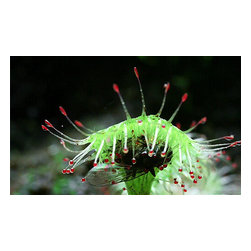 Carnivorous plants - Trapping Mechanisms - Products