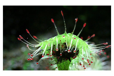 Carnivorous plants - Trapping Mechanisms